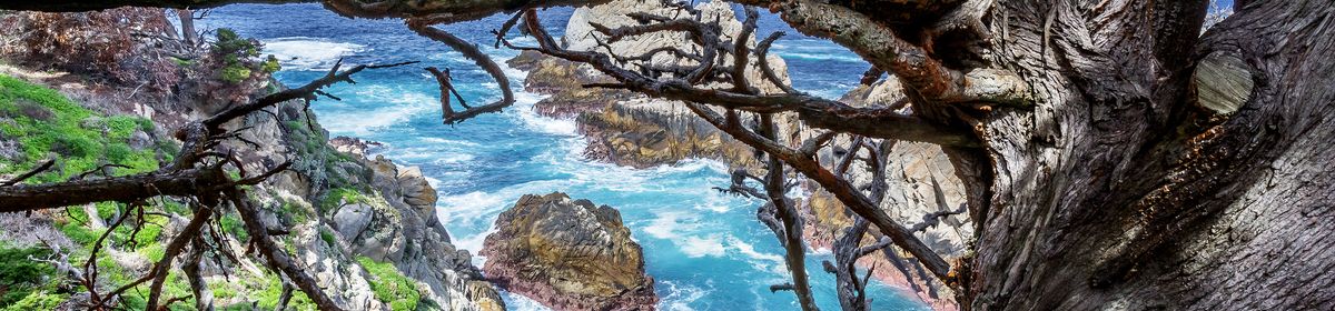 The Easiest Hiking Trails at Point Lobos State Natural Reserve 