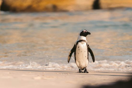 Boulders Beach (Penguin Colony)