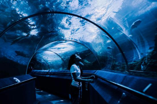 Sea Life