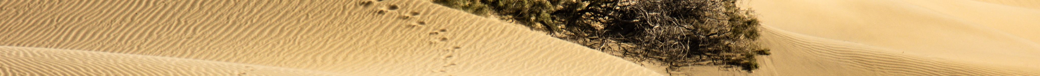 Dunes of Maspalomas