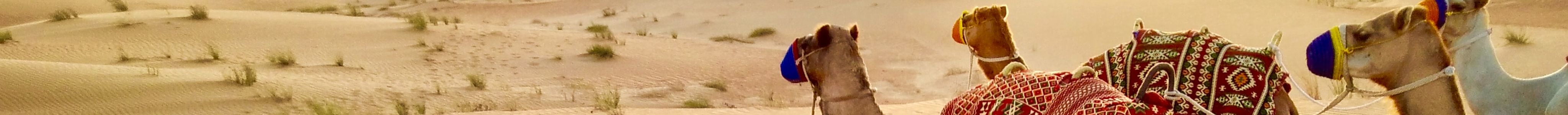 Dubai Camel Rides