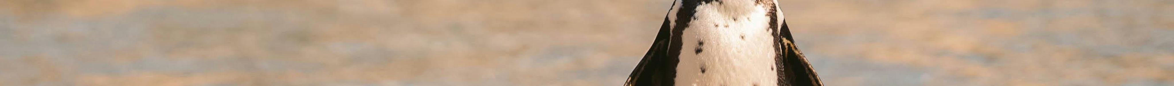 Boulders Beach (Penguin Colony)