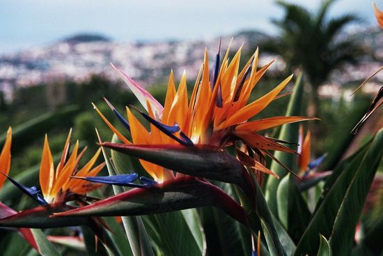 Madeira Botanical Gardens