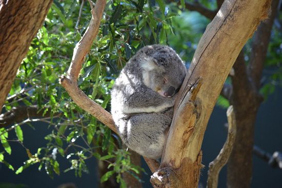 Nature & Wildlife in Sydney