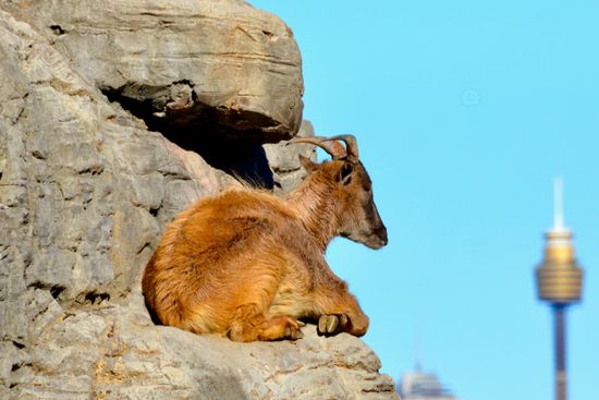 Taronga Zoo