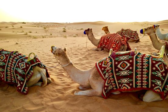 Dubai Camel Rides