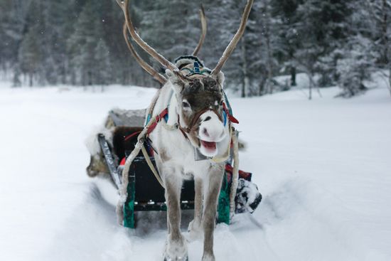 Reindeer and Husky Safari