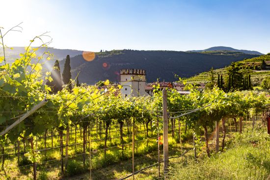 Wine Tasting in Verona