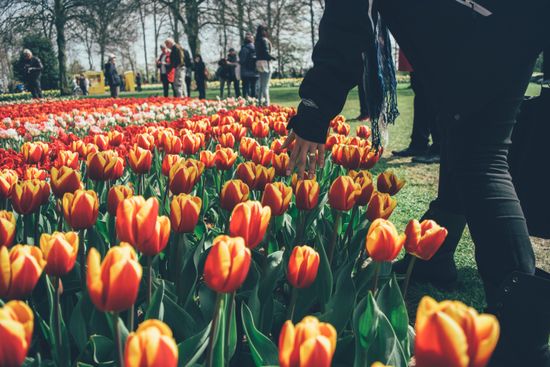 Keukenhof Gardens