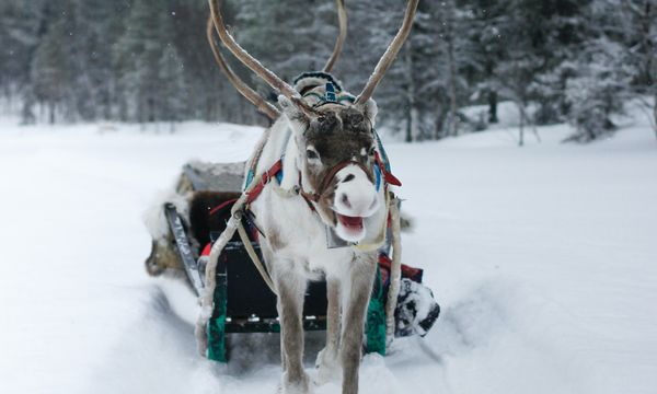 Reindeer and Husky Safari