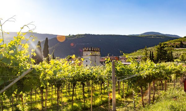 Wine Tasting in Verona