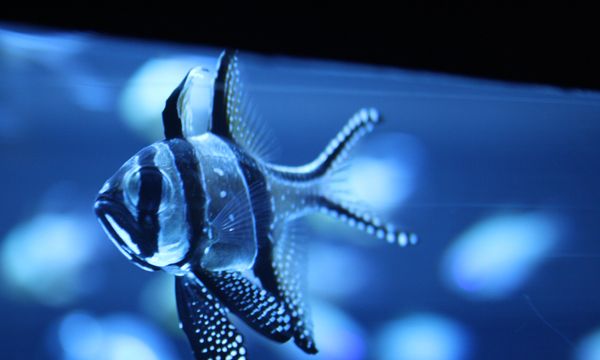 Poema del Mar Aquarium