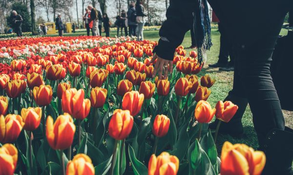 Keukenhof-Gärten