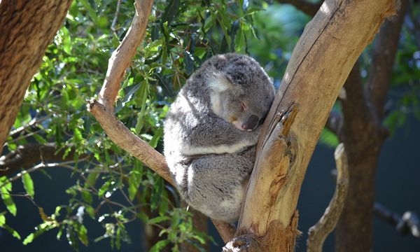 Natur und Tierwelt in Sydney
