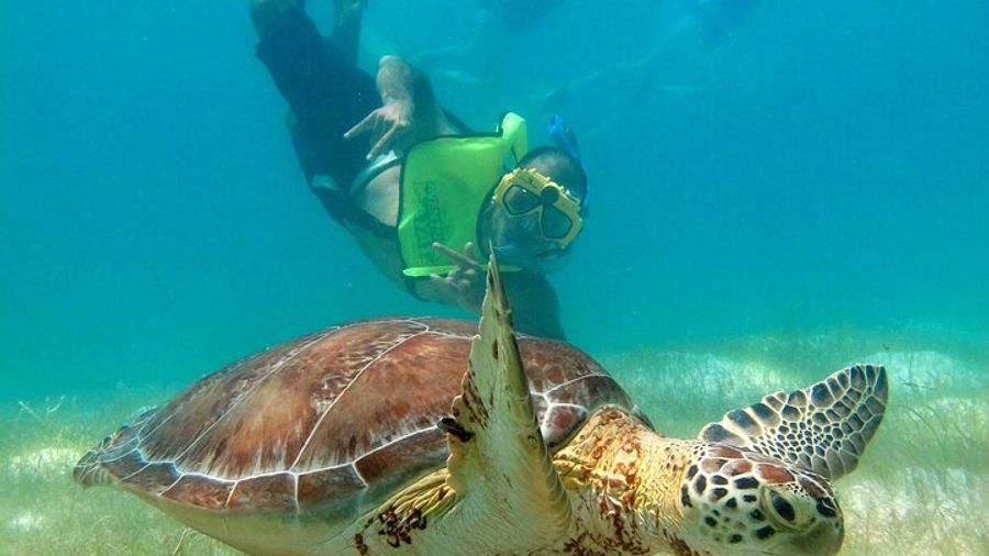 Tulum and Turtles Private Tour