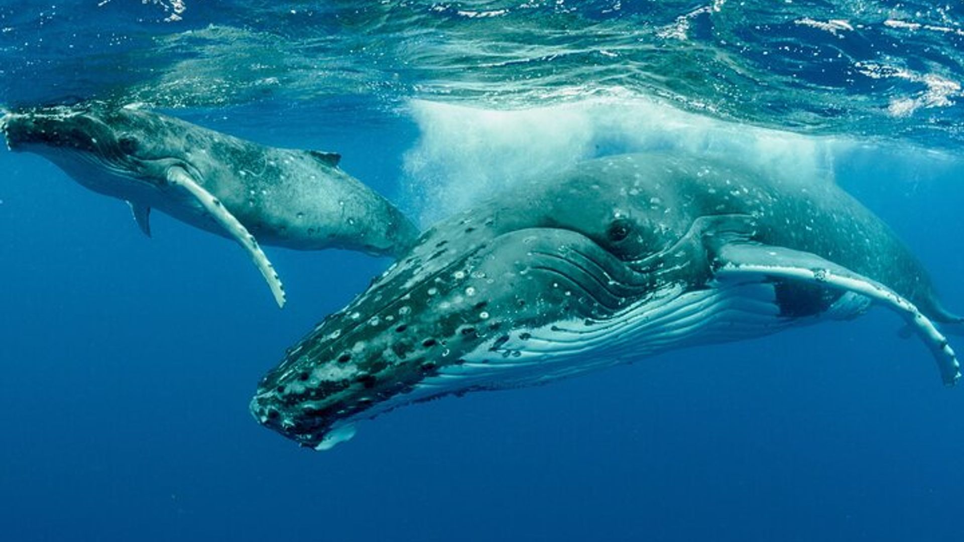 Excursión en barco para avistar ballenas en Hermanus