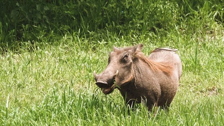 Week-Long Private Serengeti Safari With Hotel Pickup