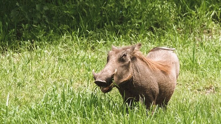 Week-Long Private Serengeti Safari With Hotel Pickup