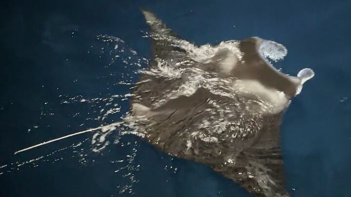 Kailua-Kona Manta Ray Night Snorkeling Adventure