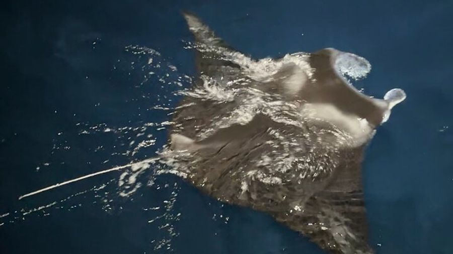 Kailua-Kona Manta Ray Night Snorkeling Adventure With Snacks