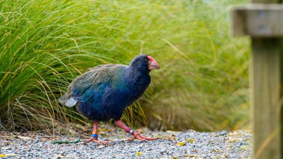 Zealandia Ecosanctuary Small-Group Guided Walking Tour