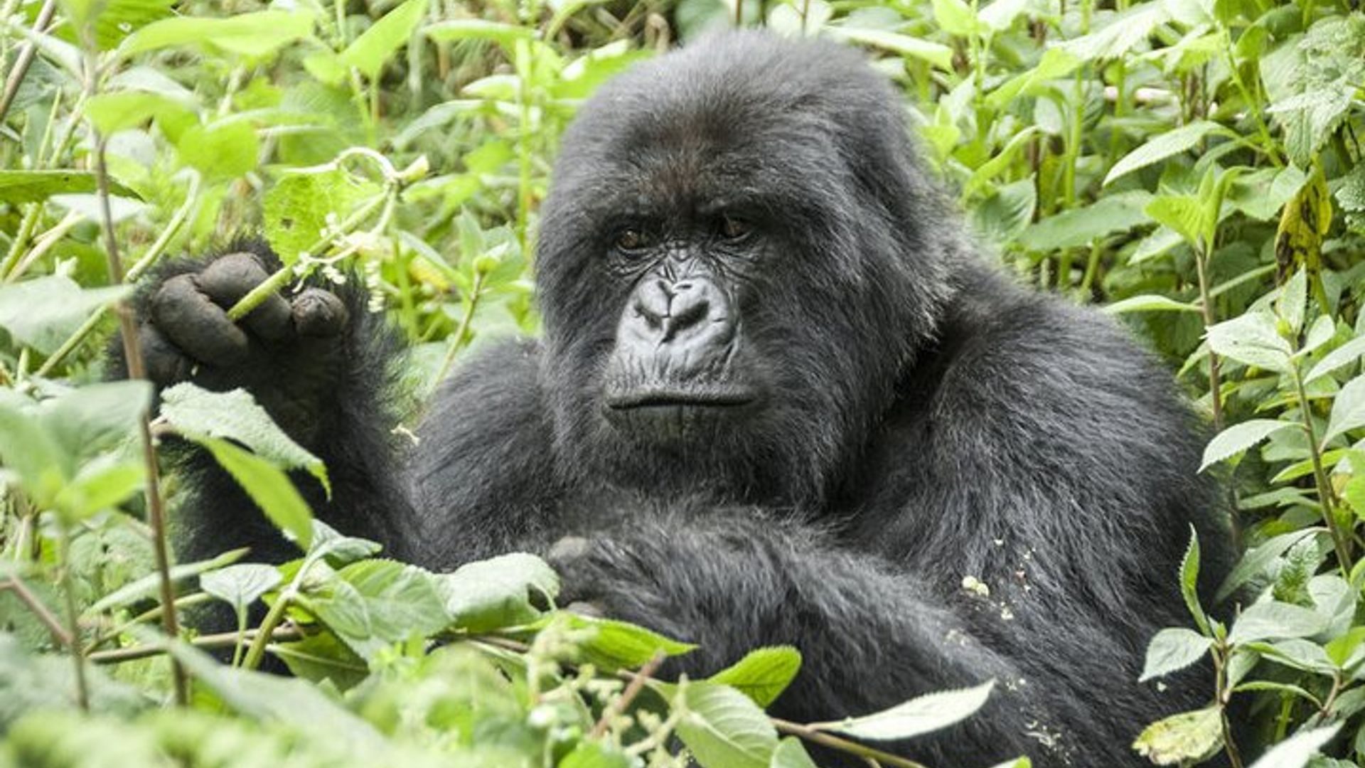 3 days Gorilla Trekking in Bwindi Inpenetrable national Park