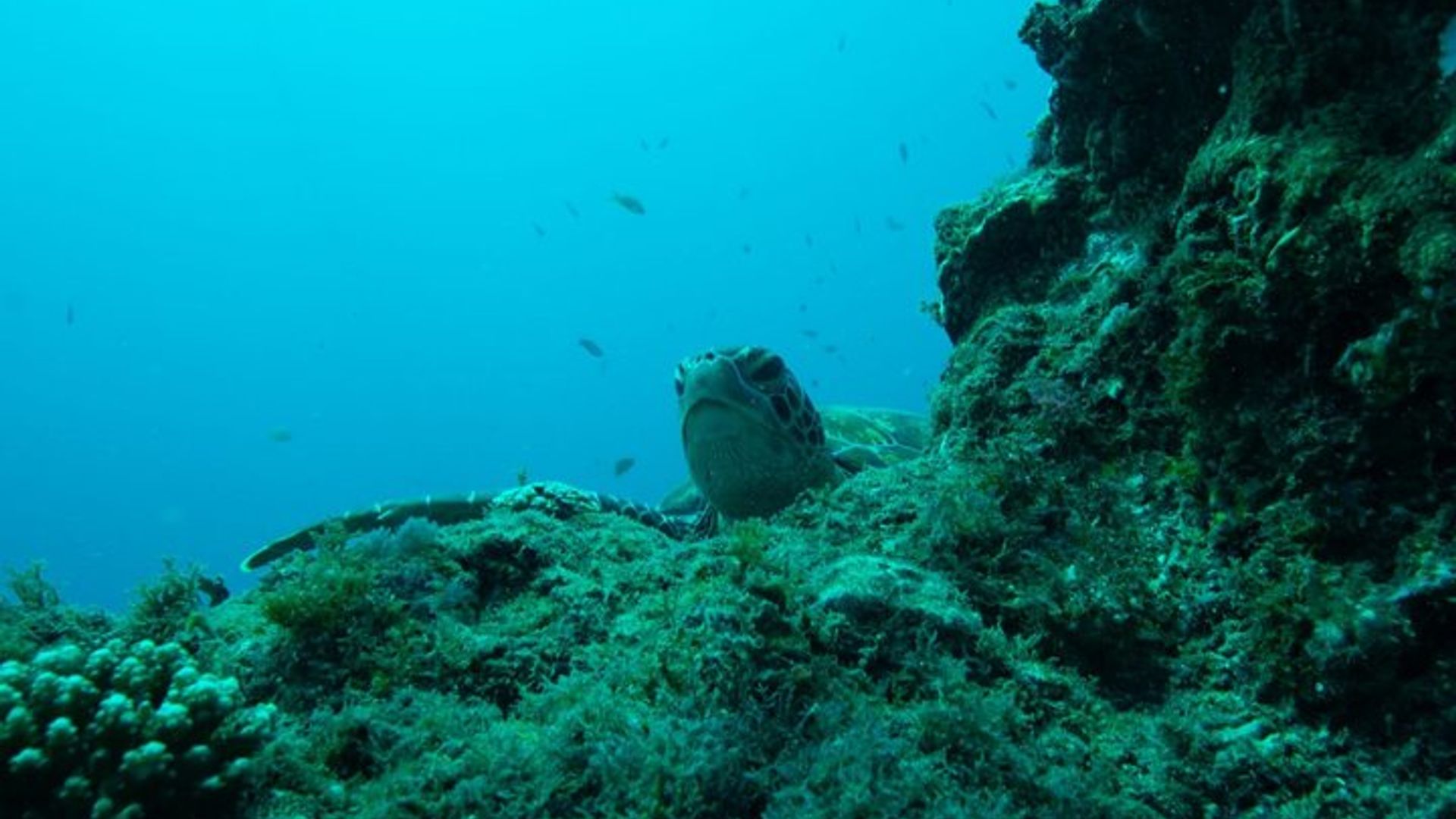 Kisite Mpunguti Marine Park Full Day Excursion