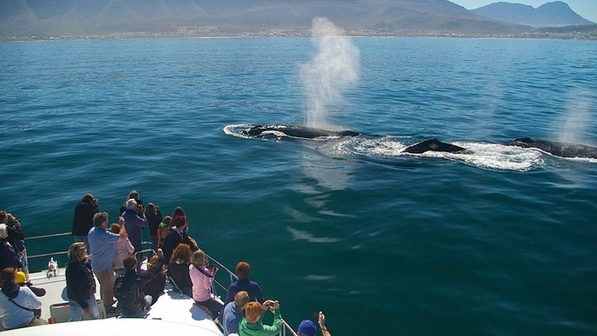 Cape Town to Hermanus Whale Watching Boat Trip with Transfers