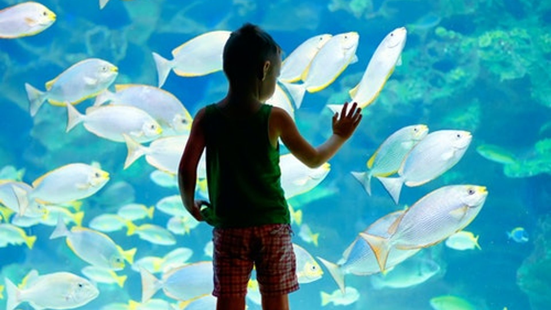 Oceanographic Museum of Monaco: Entry Ticket