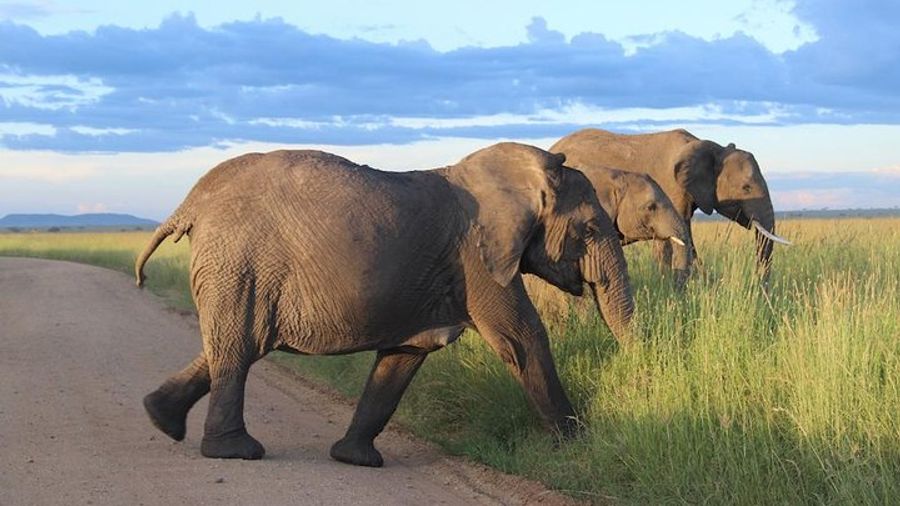 6 Day Soul of Tanzania Safari All Inclusive