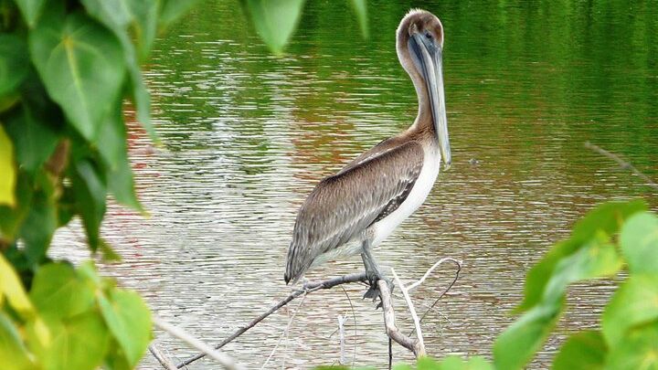 Philipsburg, St Maarten Bird Watching Small-Group Tour