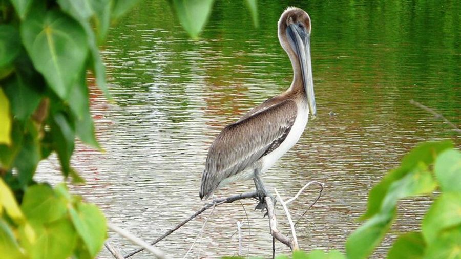 Philipsburg, St Maarten Bird Watching Small-Group Tour