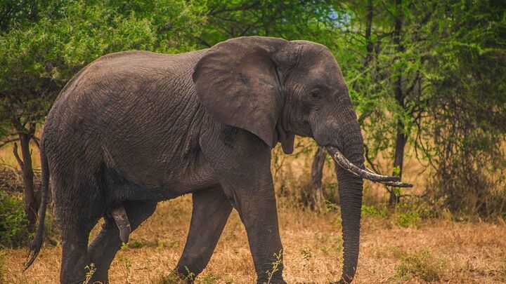 From Zanzibar Day Safari Tour to Mikumi National Park