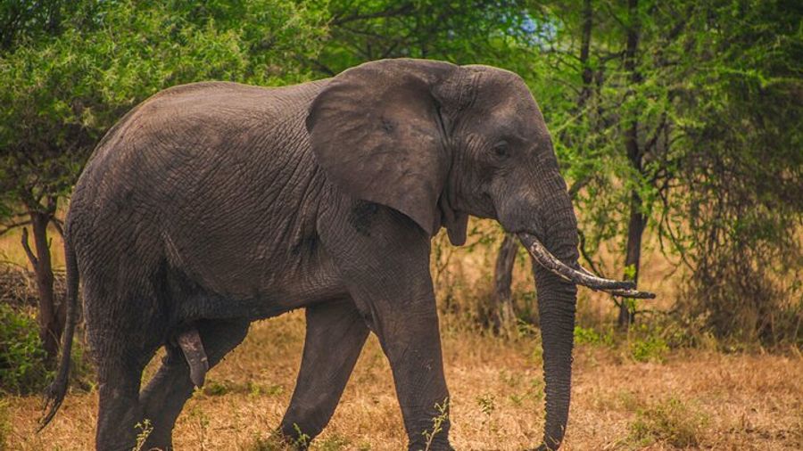 From Zanzibar Day Safari Tour to Mikumi National Park