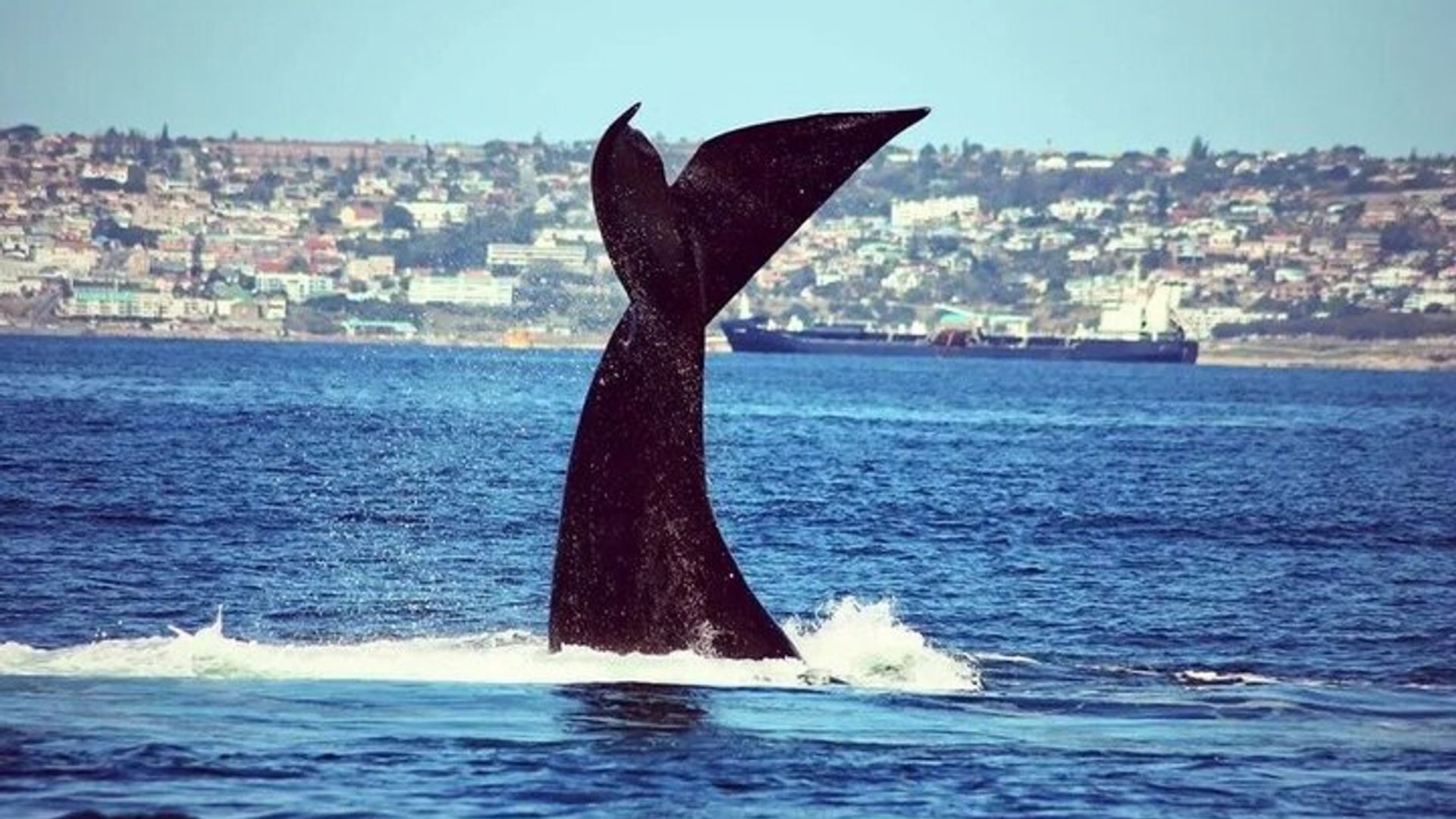 Mossel Bay Walbeobachtungstouren
