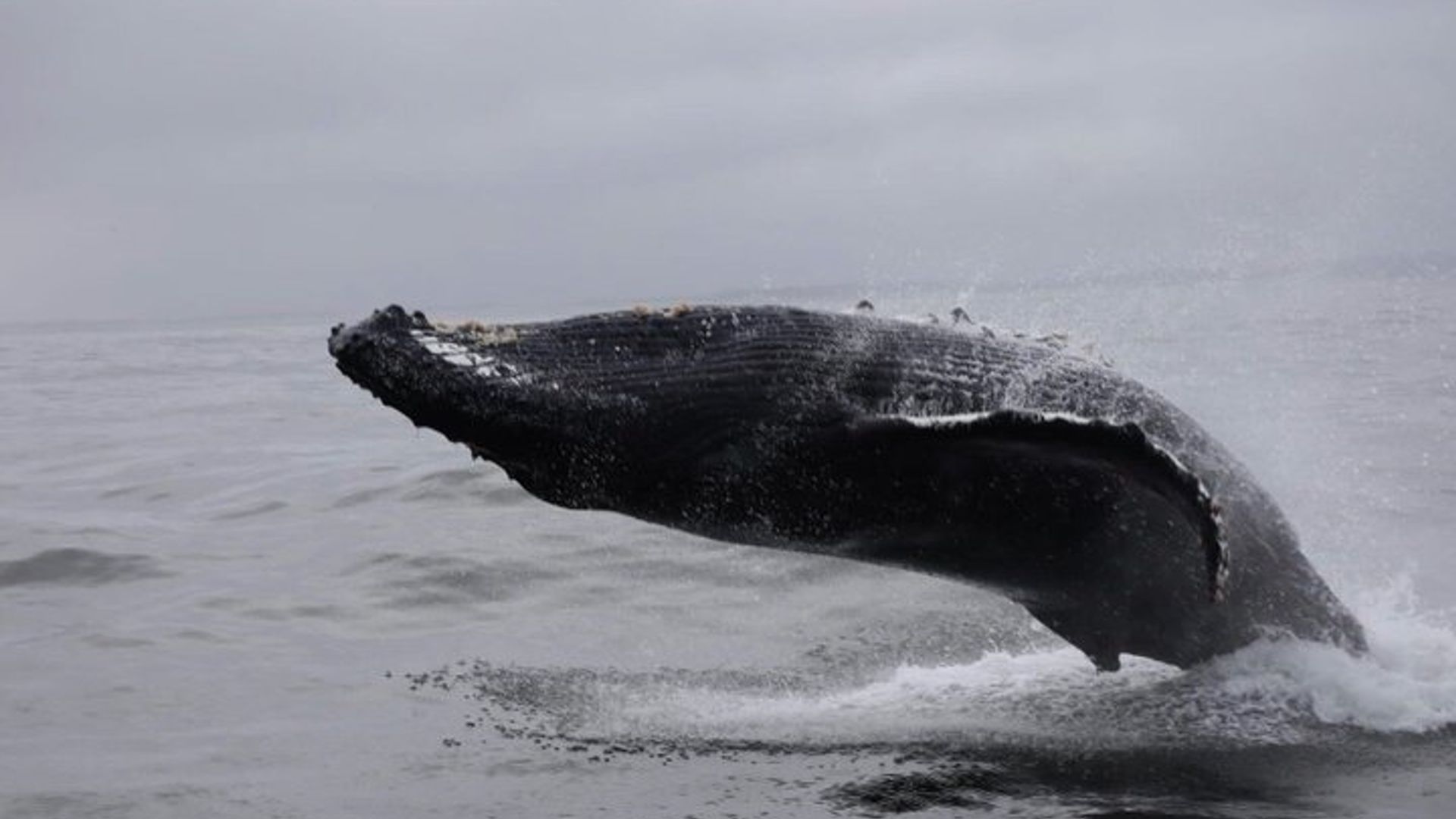 Visite privée Hermanus d'observation des baleines avec la prise en charge de l'hôtel