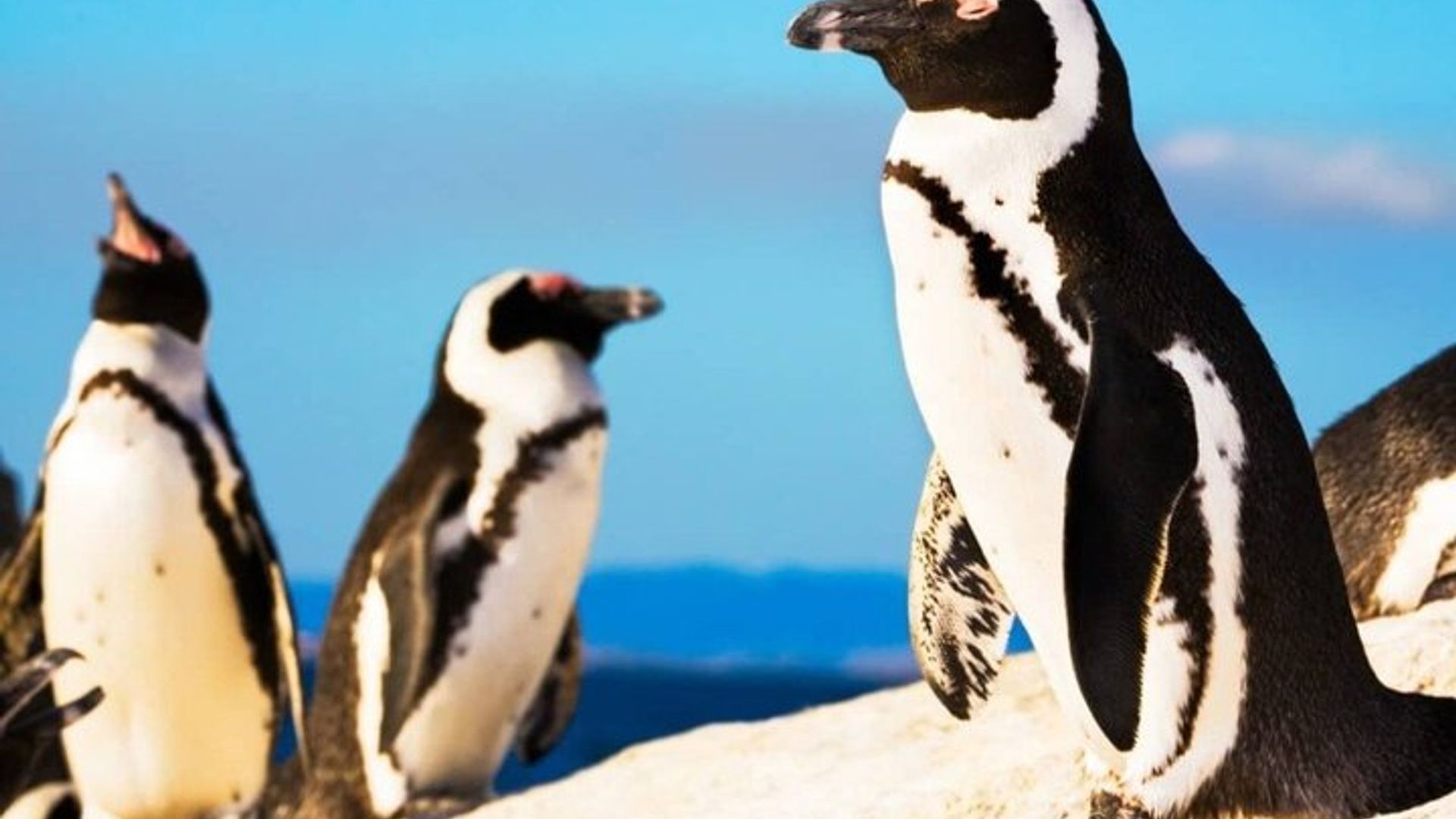 Safari en petit groupe de 4 jours au départ de CapeTown commence tous les jours