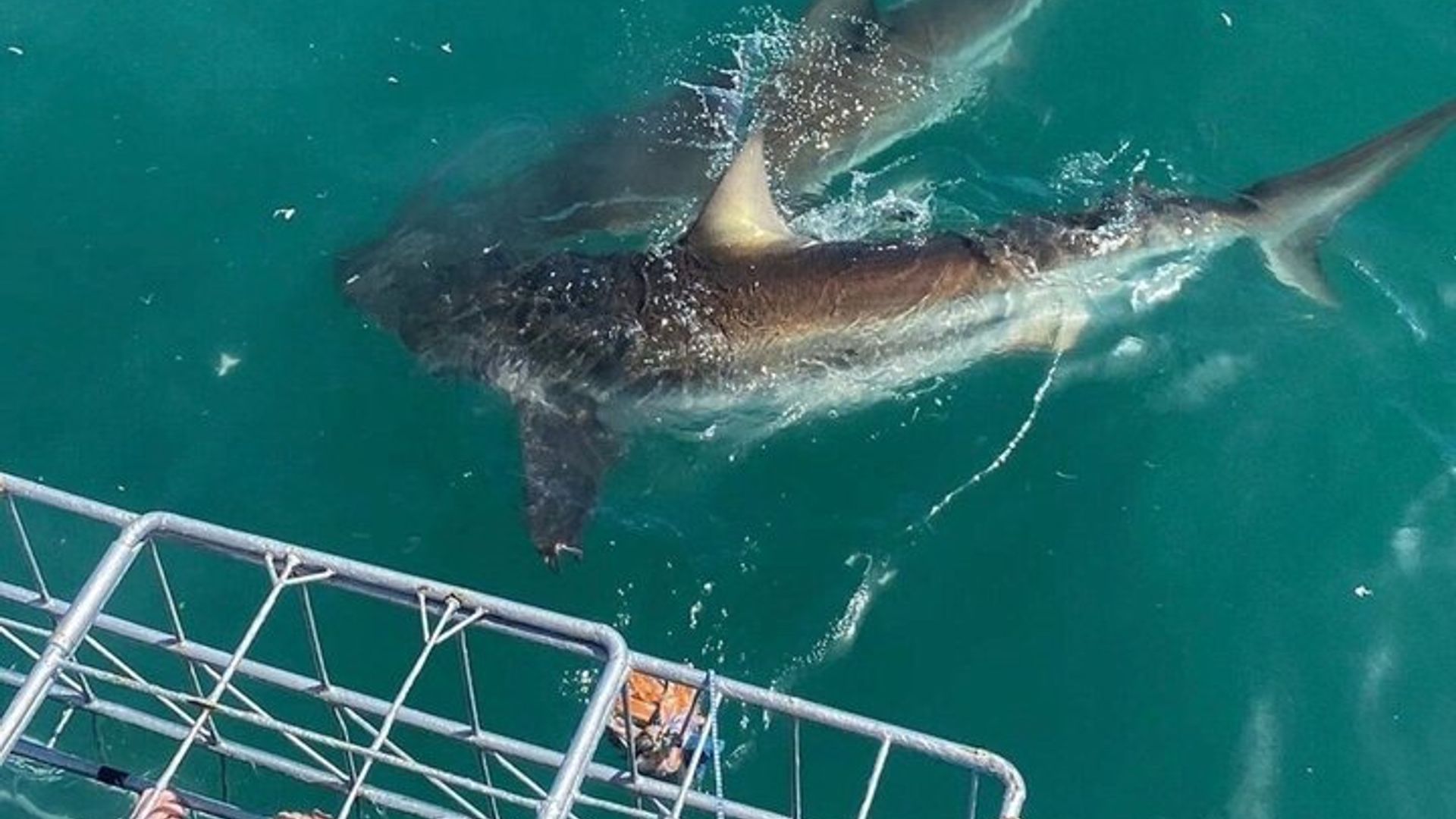 South Africa Shark Cage Diving