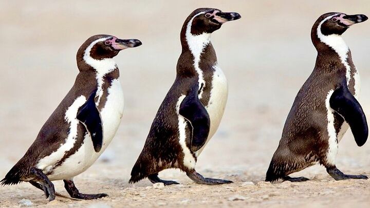 Chile Penguins and Sandboarding Experience
