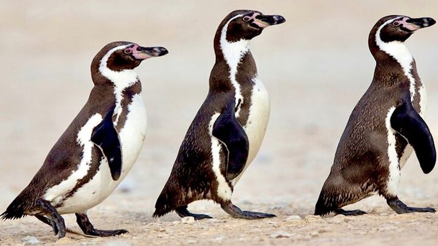 Chile Penguins and Sandboarding Experience