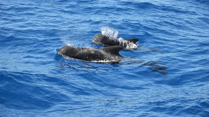 Tenerife: Whale and dolphin watching