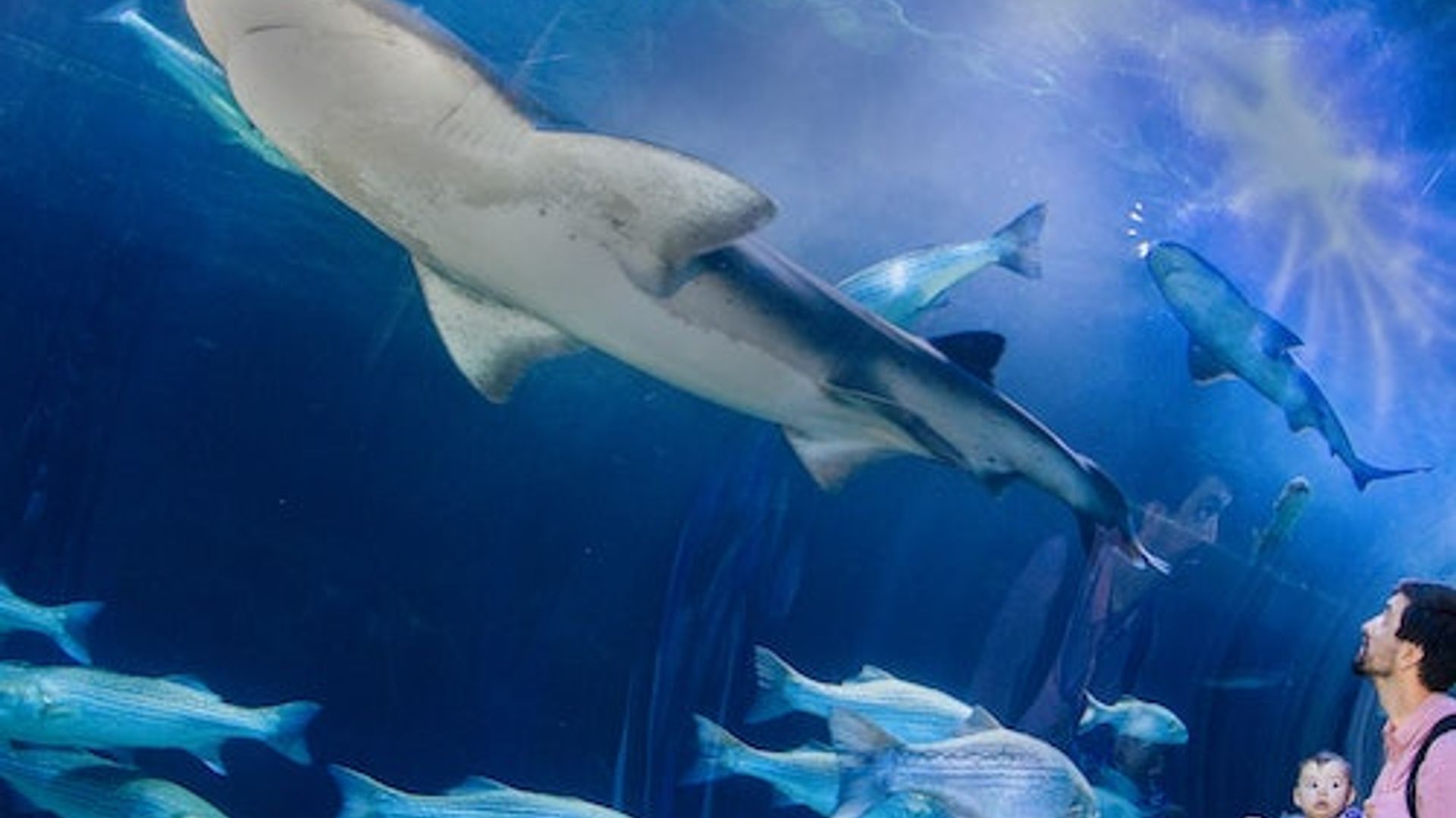 Aquarium of the Bay: Entry Ticket image 1