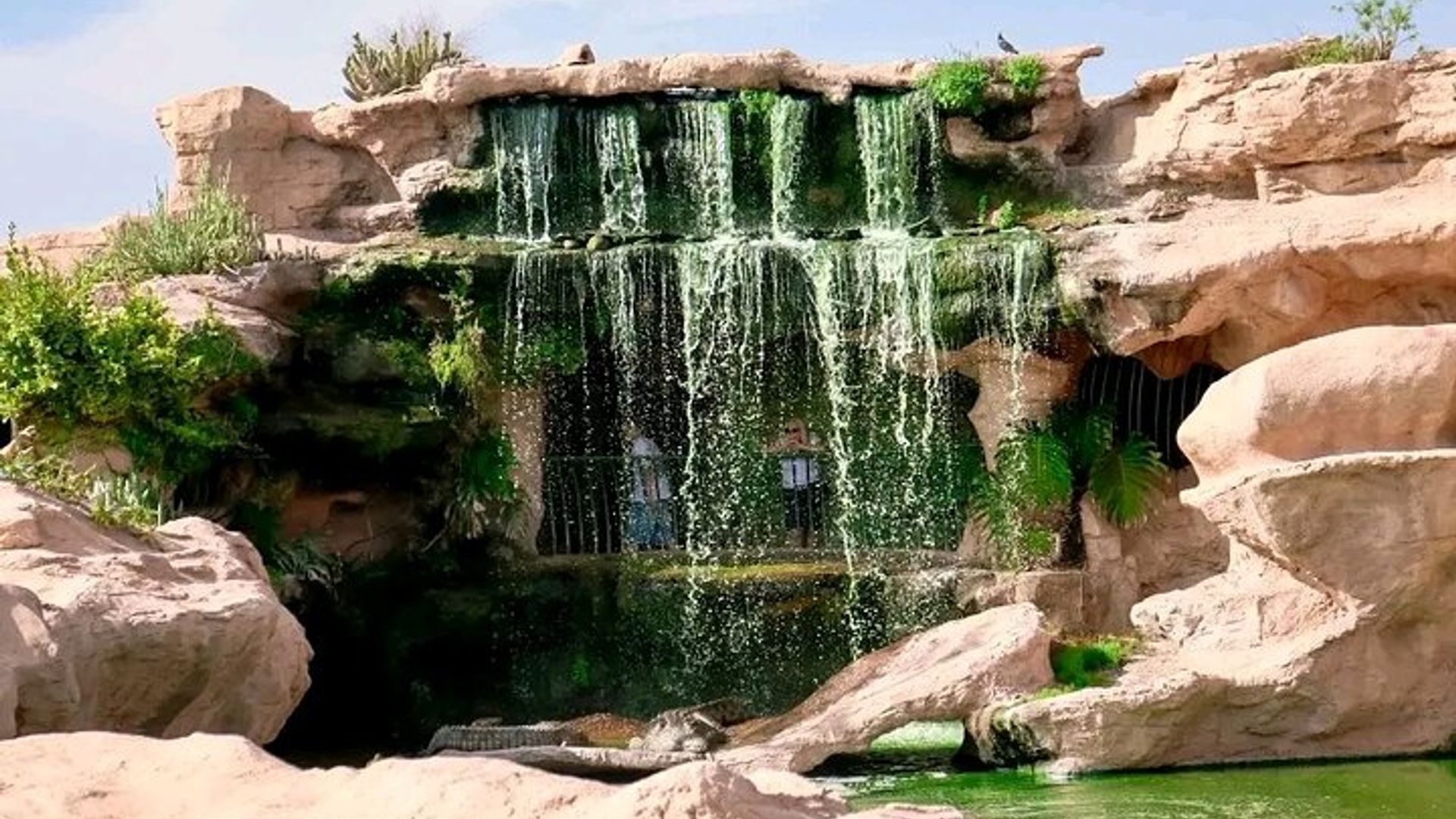 Crocoparc y Cabra Trepando al Árbol Agadir