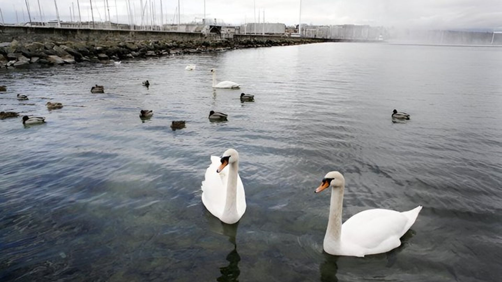 Jet d’Eau de Genève guided tour of the city icon