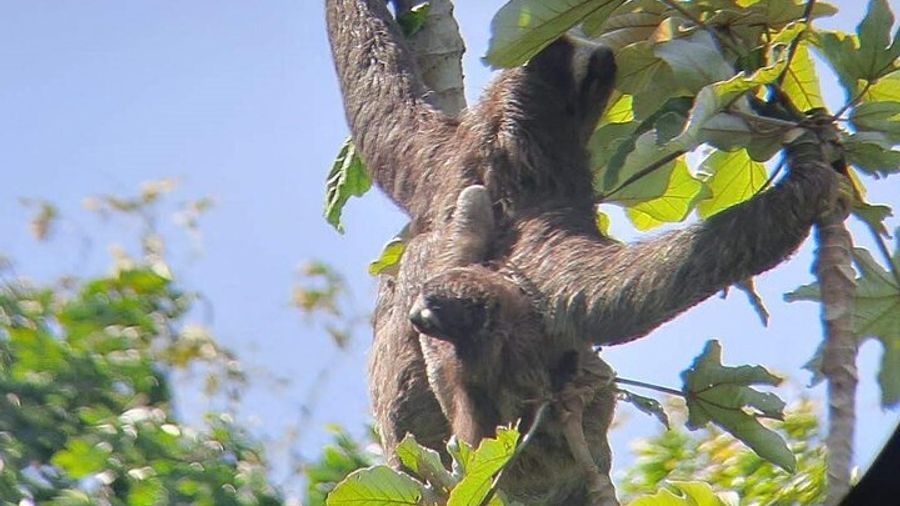 Ocean to Ocean Panama Canal and Jungle Tour