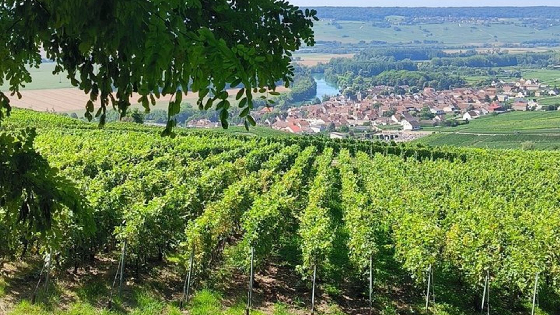 Champagnerprobe in kleiner Gruppe ab Reims