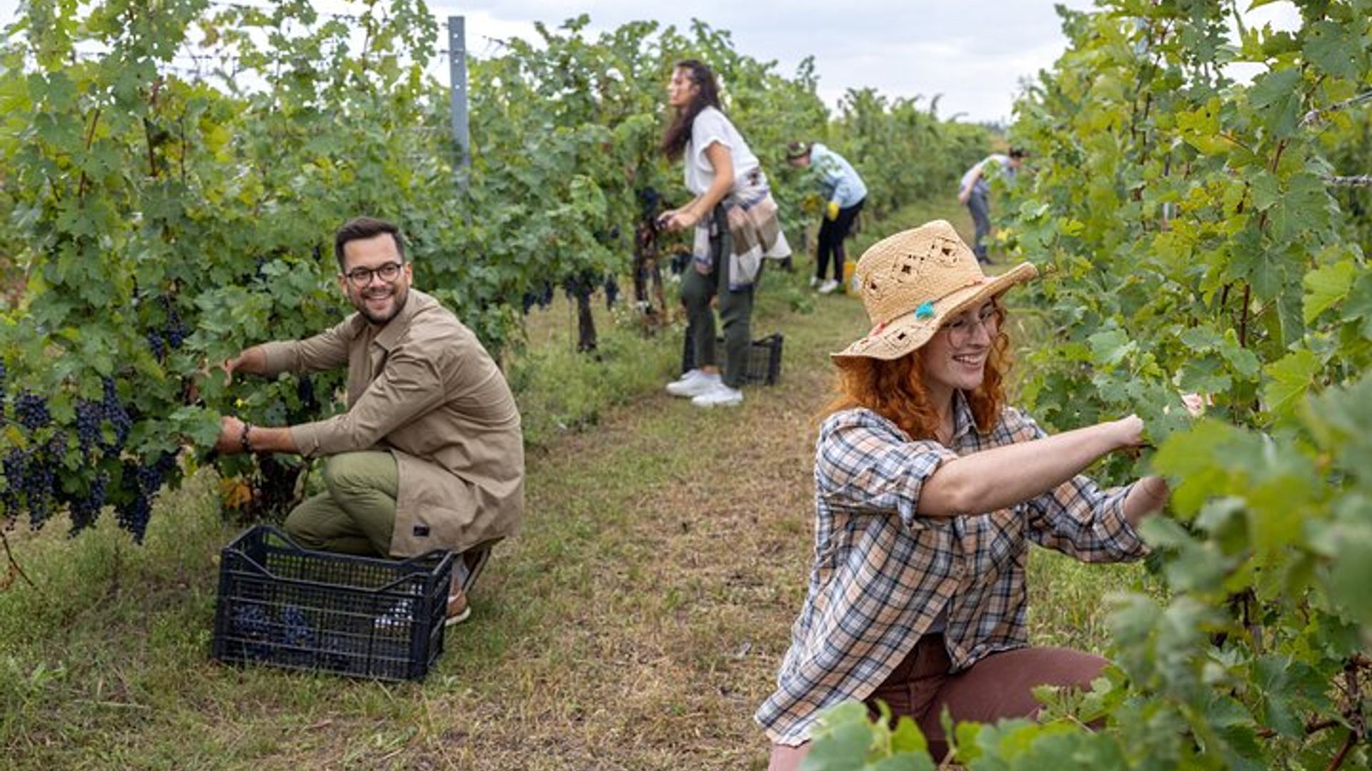 Grape Stomping With Lunch And Wine Tasting In The Vineyards