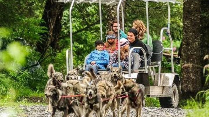 Seward Kennel Tour and Dog Sled Ride