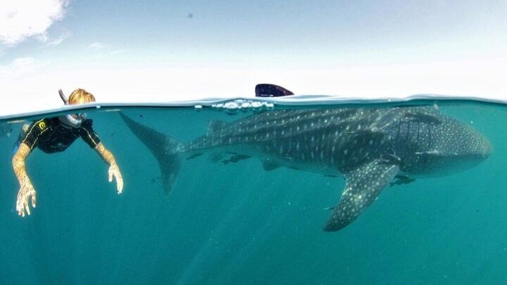 Small Group Whale Shark Snorkeling in La Paz, Mexico