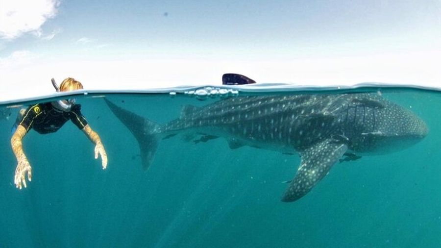 Small Group Whale Shark Snorkeling in La Paz, Mexico
